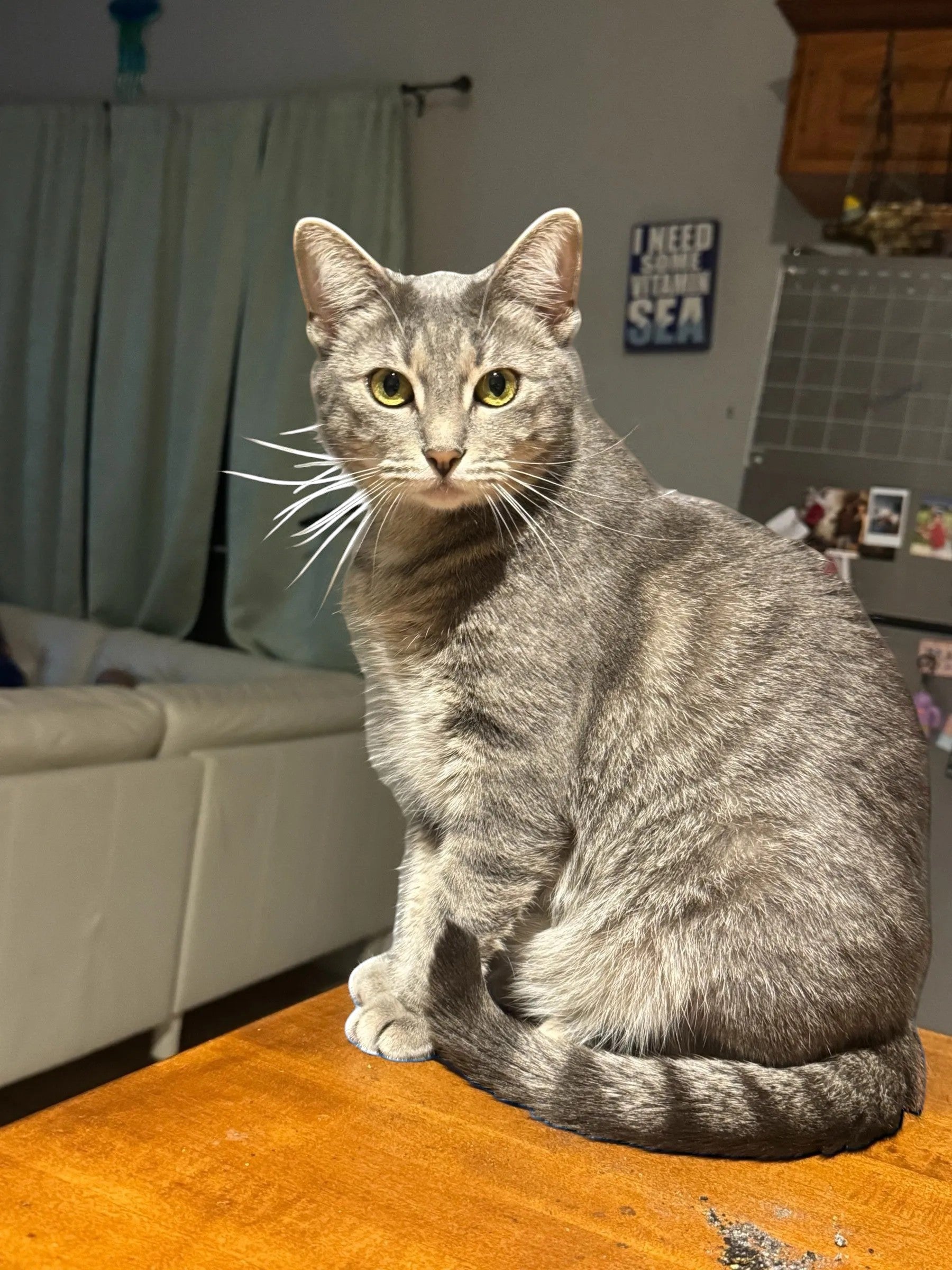 C2 Creative Crafts custom grey tabby cat portrait ceramic tile artwork. Features a grey tabby cat with green eyes sitting on a wooden surface.